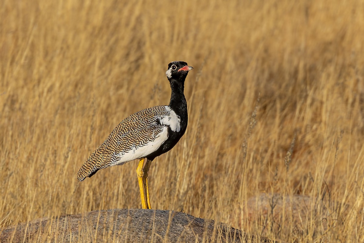 White-quilled Bustard - ML627833031