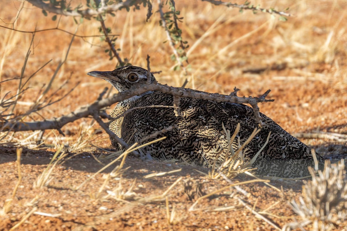 White-quilled Bustard - ML627833032