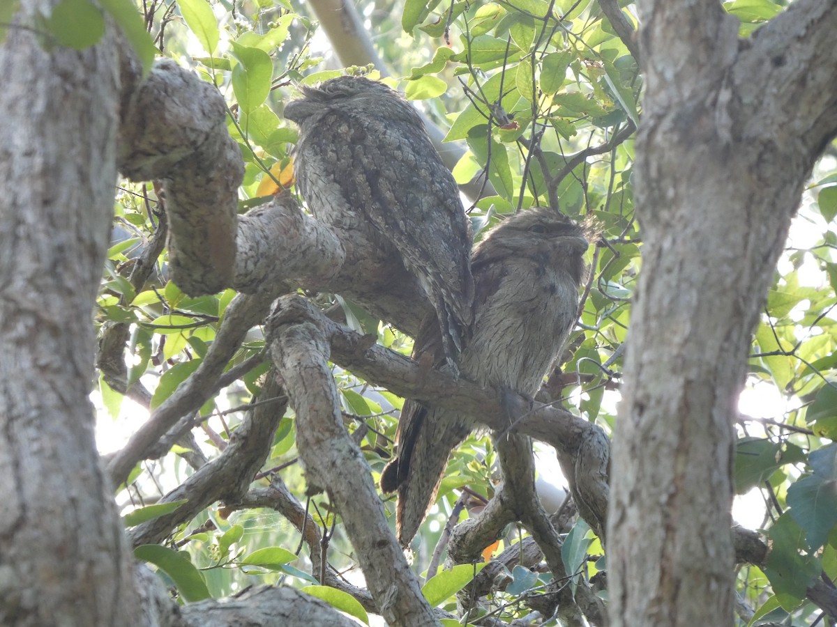 Tawny Frogmouth - ML627833062