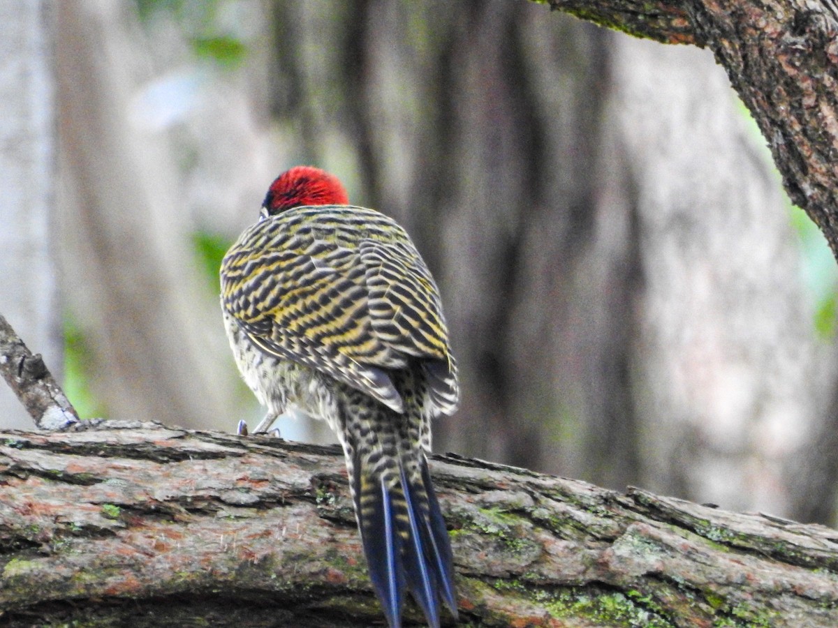 Green-barred Woodpecker - ML627833078