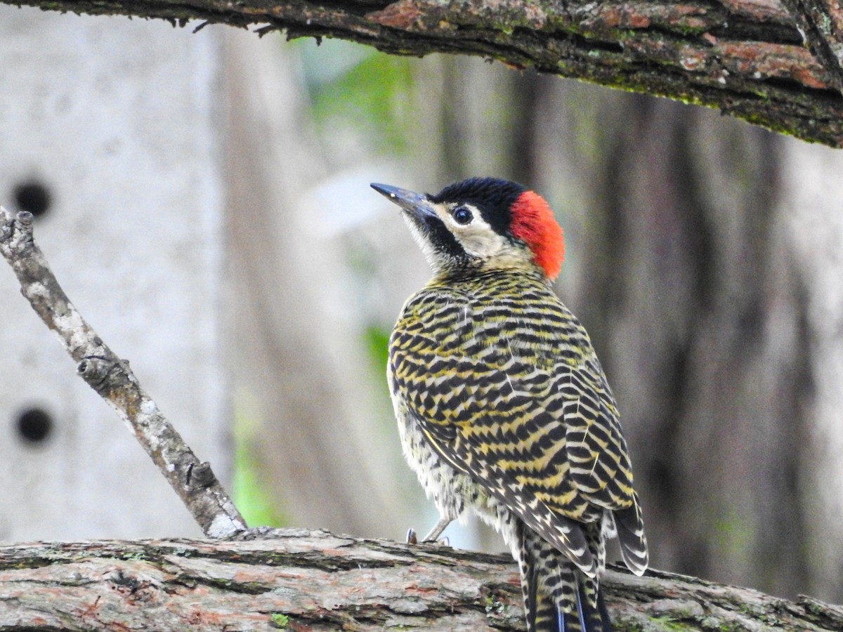 Green-barred Woodpecker - ML627833079