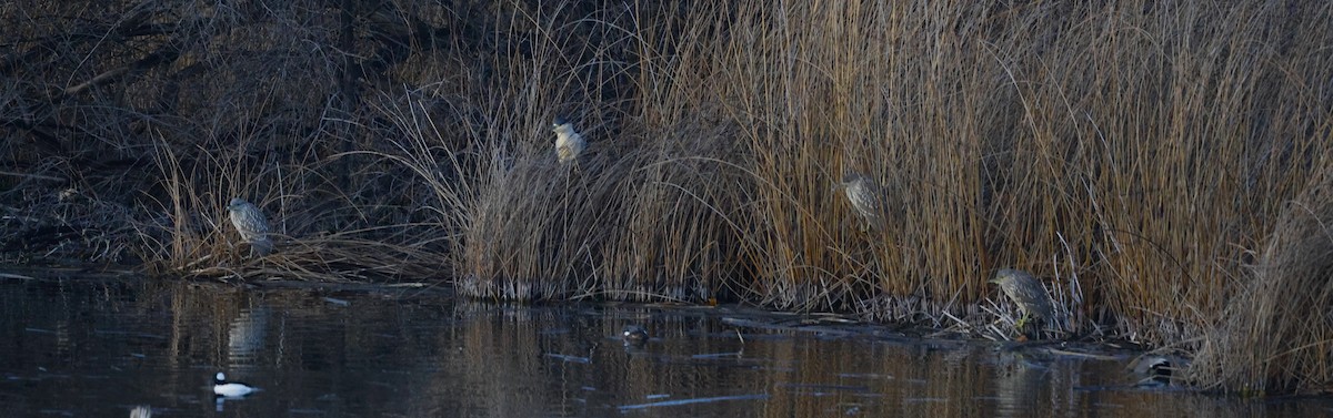 Black-crowned Night Heron - ML627833083