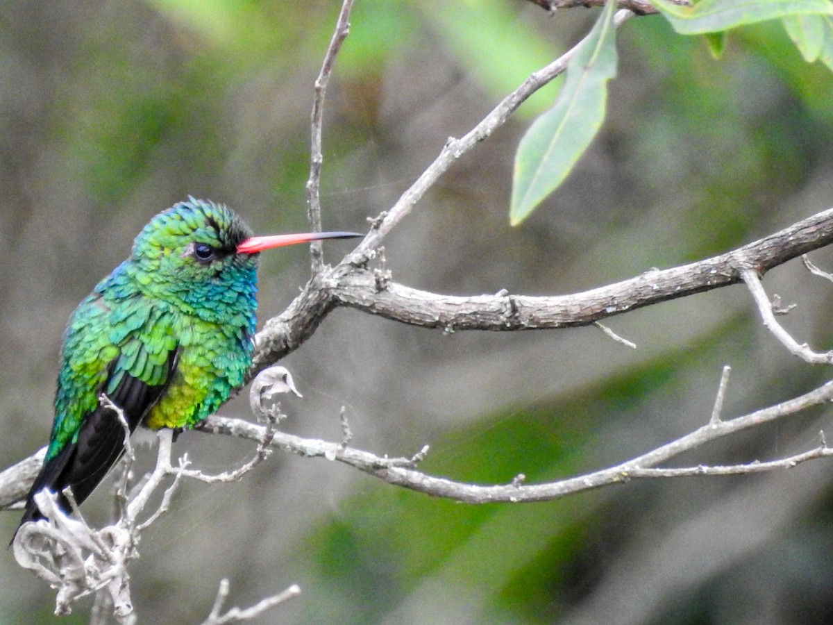 Glittering-bellied Emerald - ML627833118