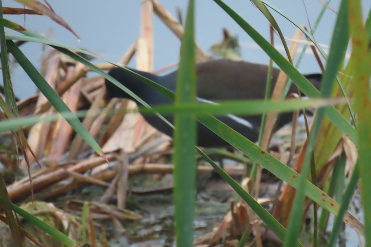 Common Gallinule - ML627833121