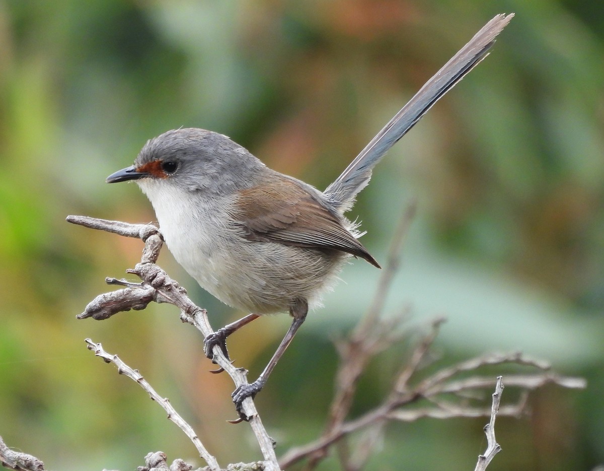 Red-winged Fairywren - ML627833131