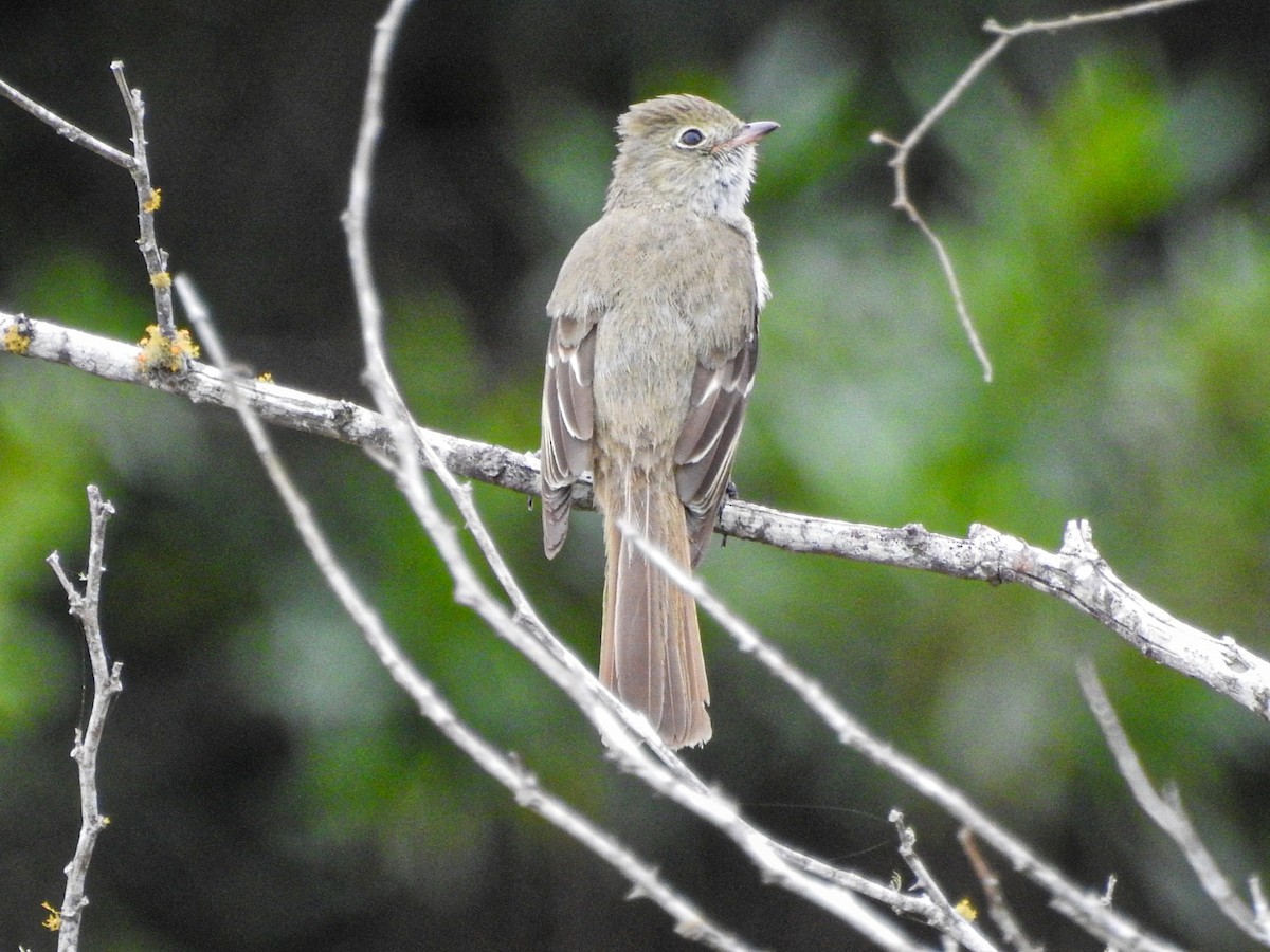 Small-billed Elaenia - ML627833146