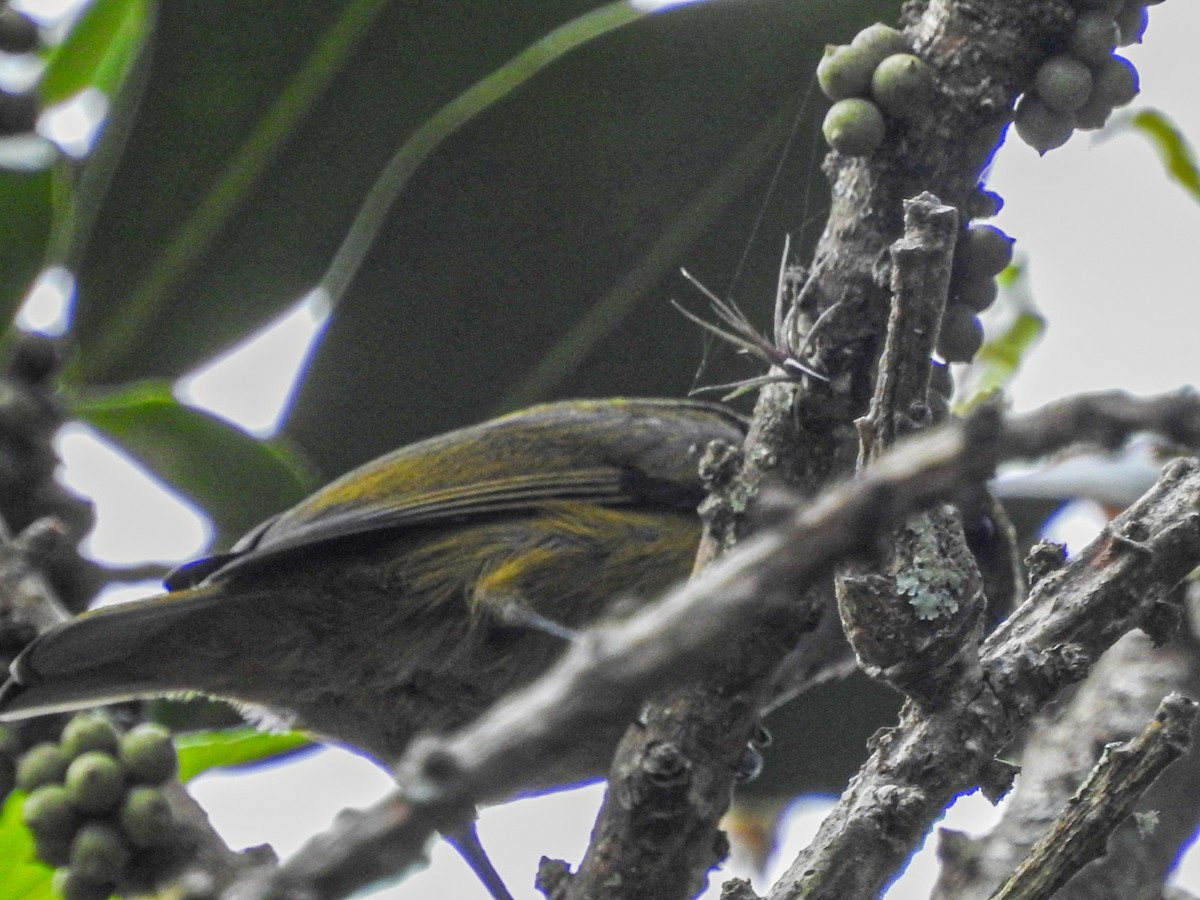 Purple-throated Euphonia - ML627833174