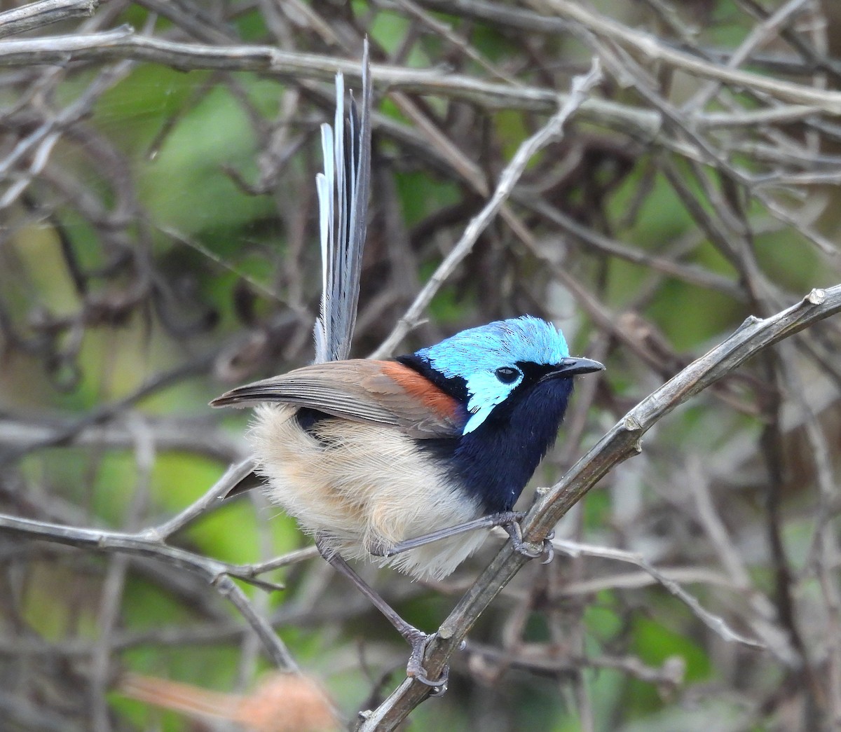 Red-winged Fairywren - ML627833237