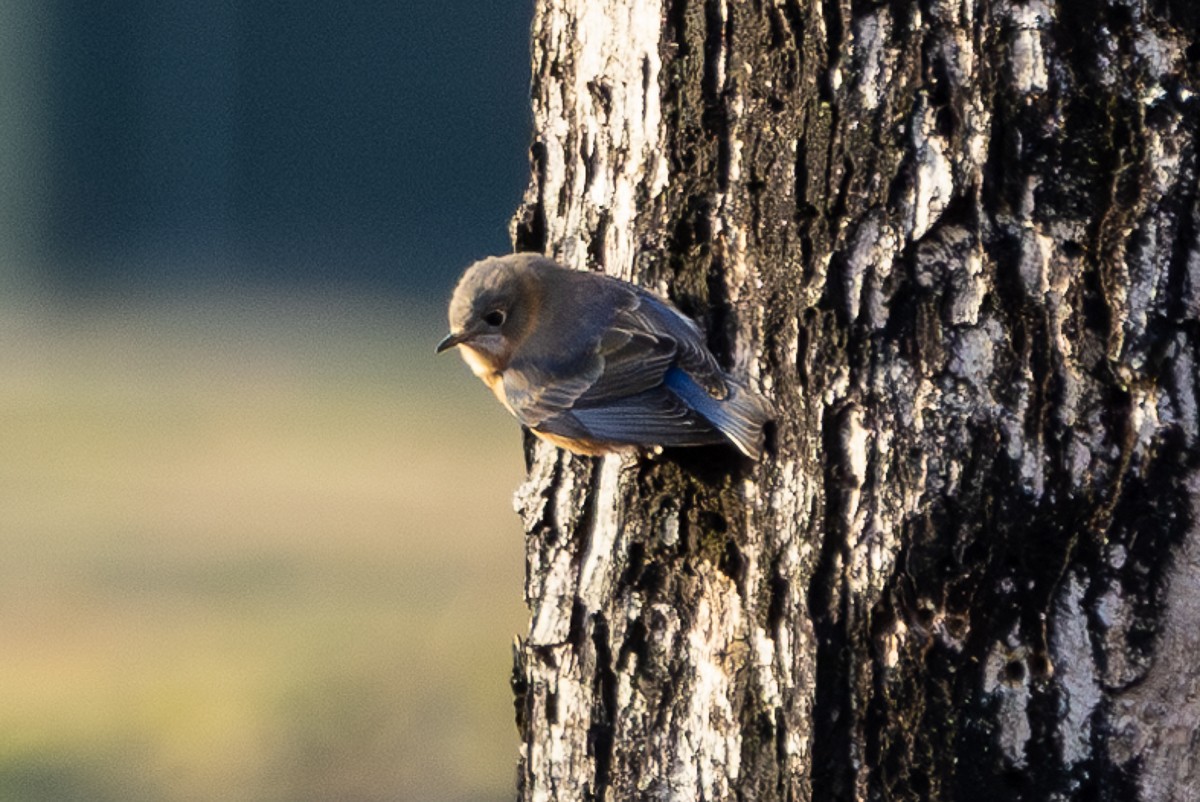 Eastern Bluebird (Eastern) - ML627833256