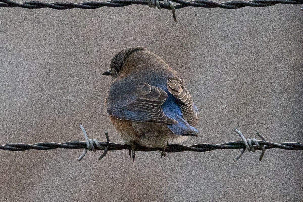 Eastern Bluebird (Eastern) - ML627833257