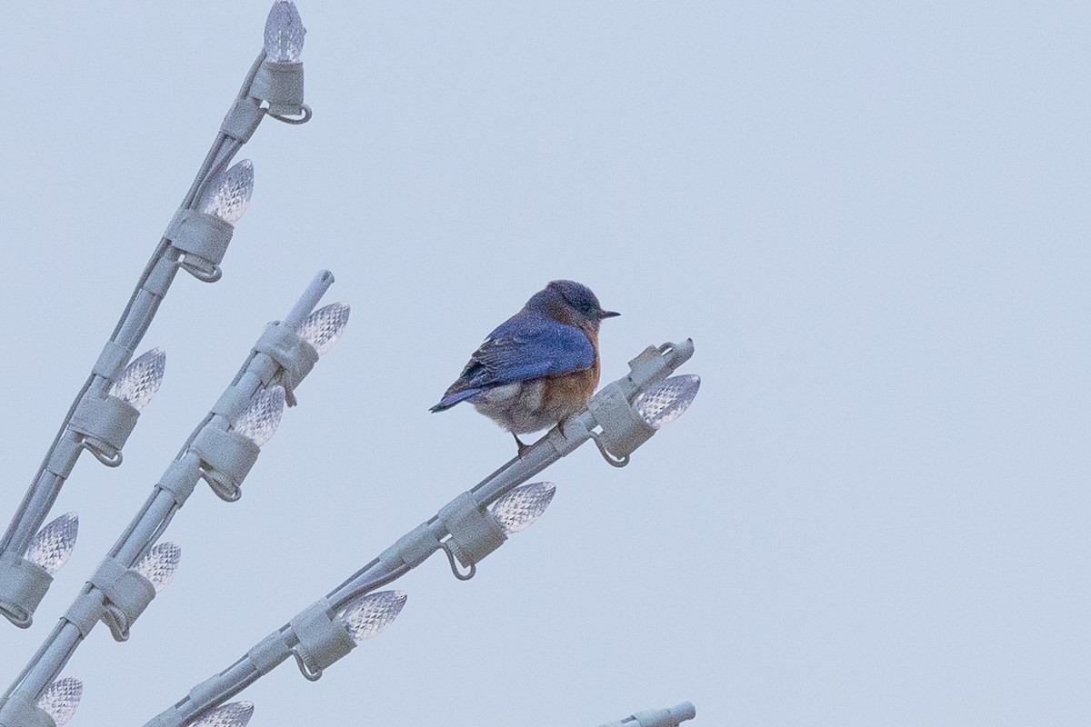 Eastern Bluebird (Eastern) - ML627833259