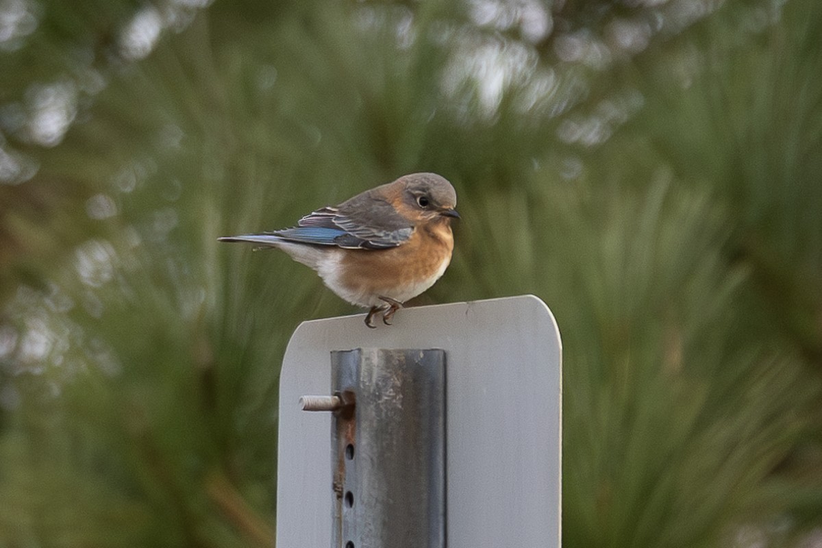 Eastern Bluebird (Eastern) - ML627833260