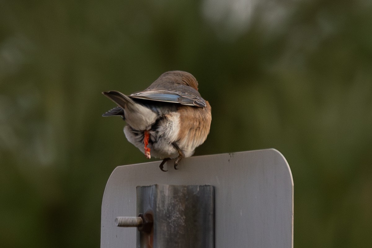 Eastern Bluebird (Eastern) - ML627833261