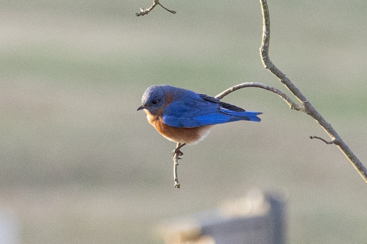 Eastern Bluebird (Eastern) - ML627833262