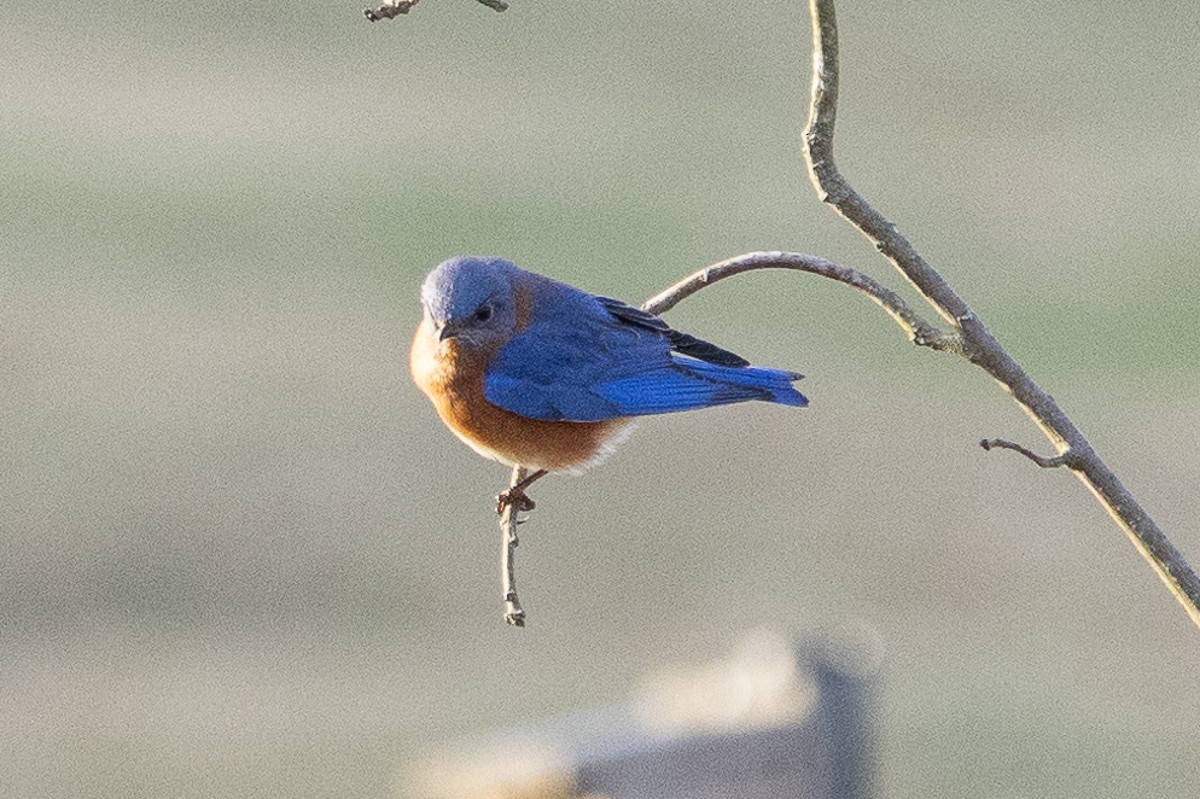 Eastern Bluebird (Eastern) - ML627833263