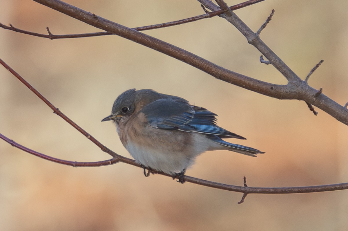 Eastern Bluebird (Eastern) - ML627833264