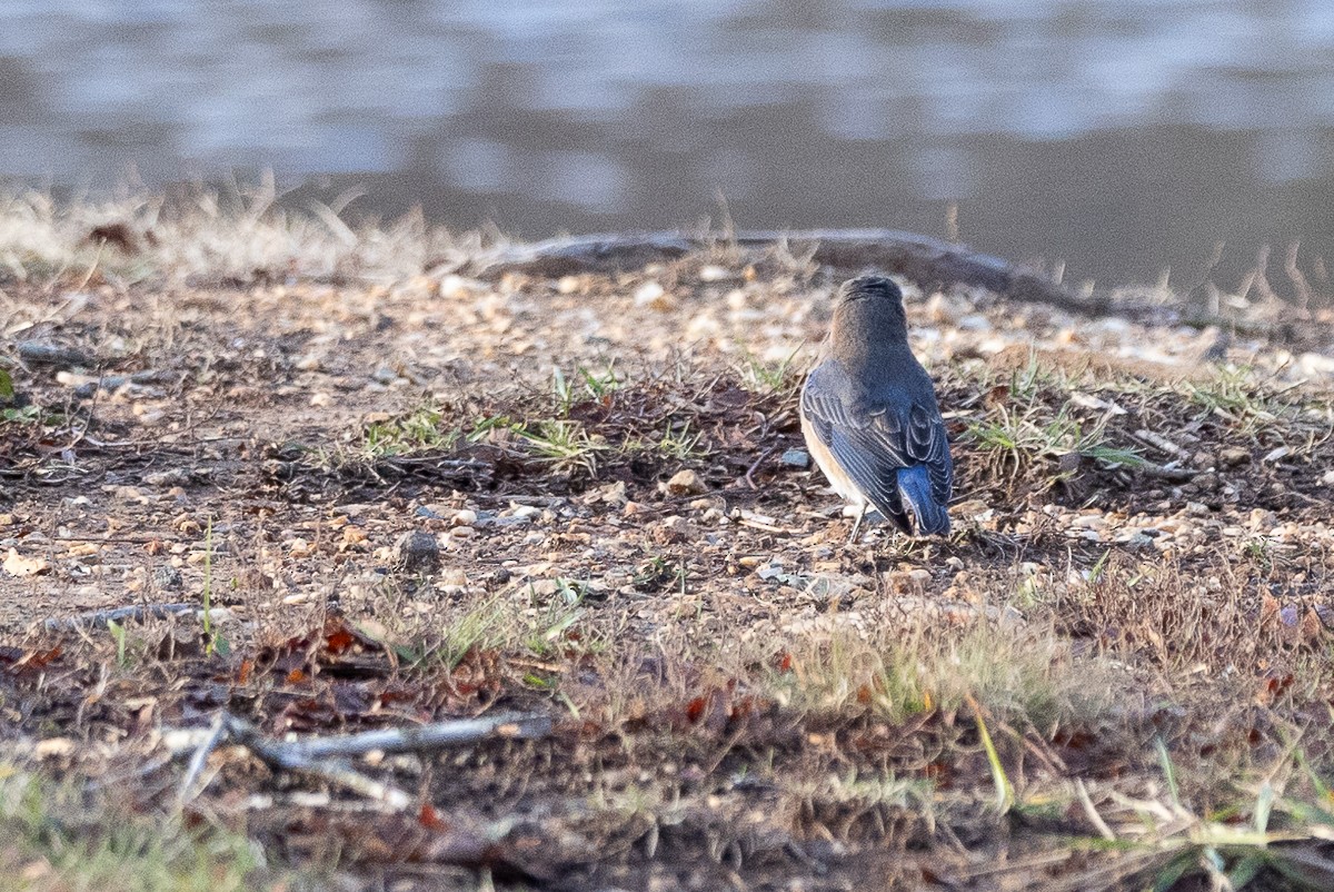 Eastern Bluebird (Eastern) - ML627833265