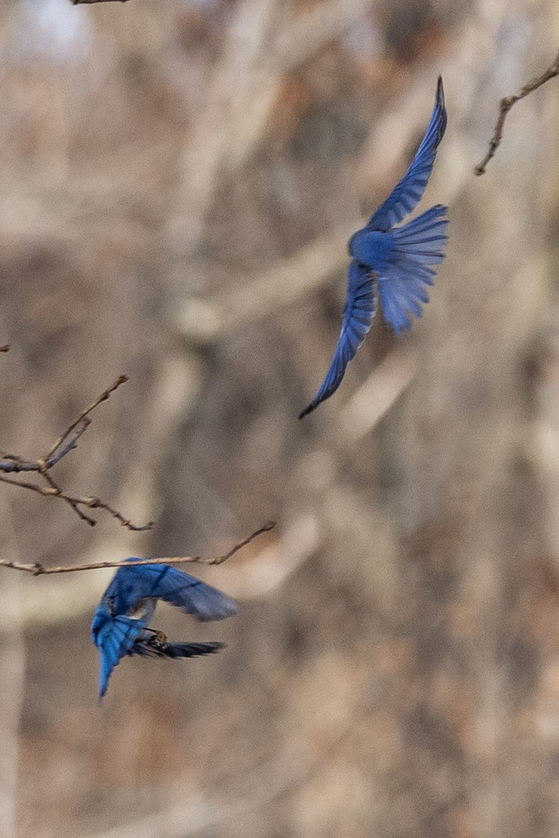 Eastern Bluebird (Eastern) - ML627833266