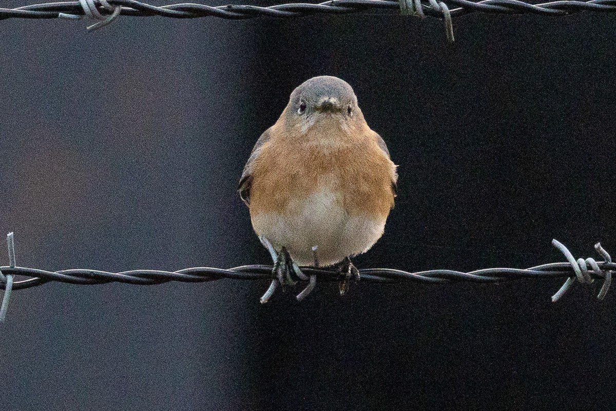 Eastern Bluebird (Eastern) - ML627833267