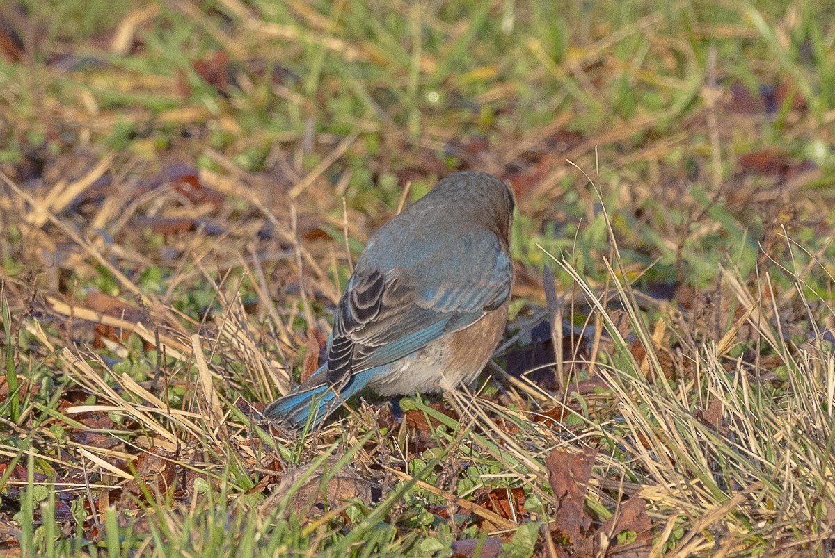 Eastern Bluebird (Eastern) - ML627833268