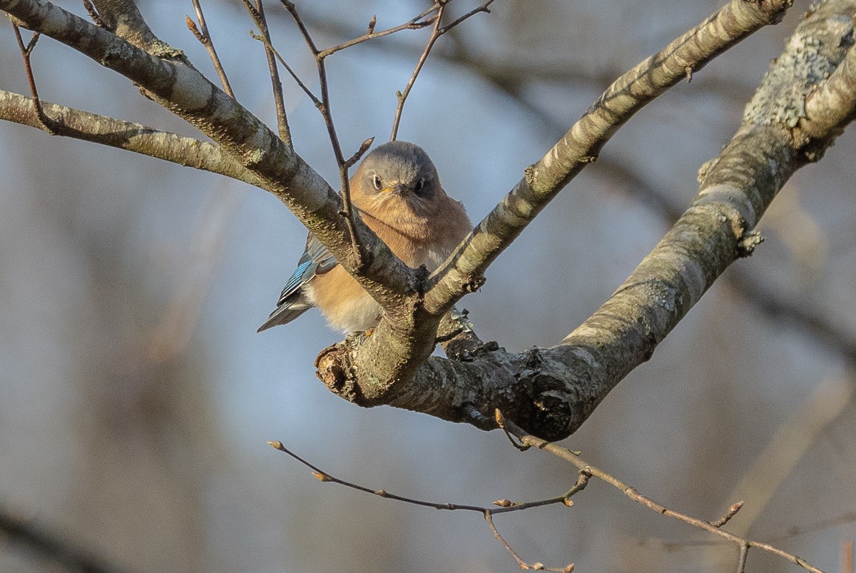 Eastern Bluebird (Eastern) - ML627833269