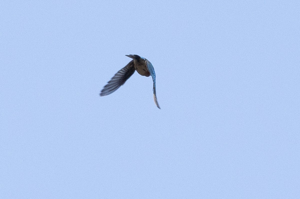 Eastern Bluebird (Eastern) - ML627833270