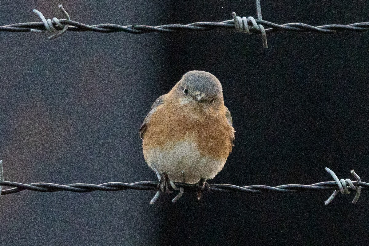 Eastern Bluebird (Eastern) - ML627833271