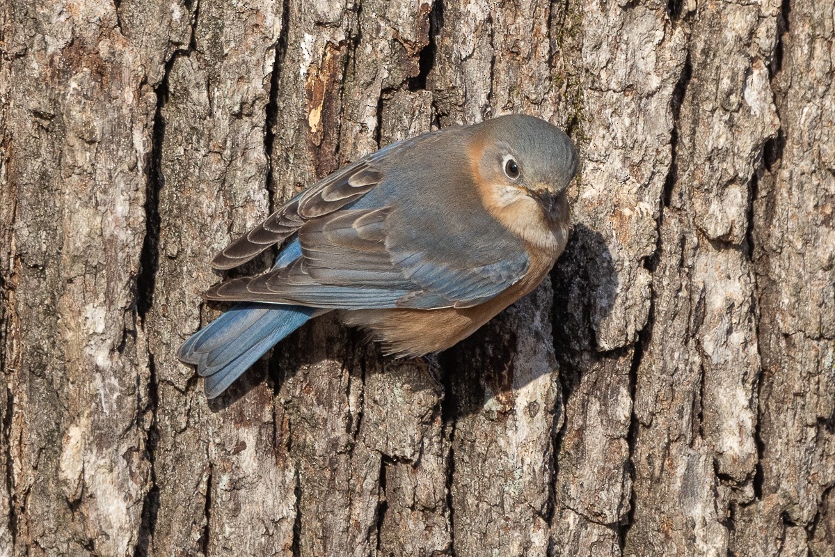 Eastern Bluebird (Eastern) - ML627833272