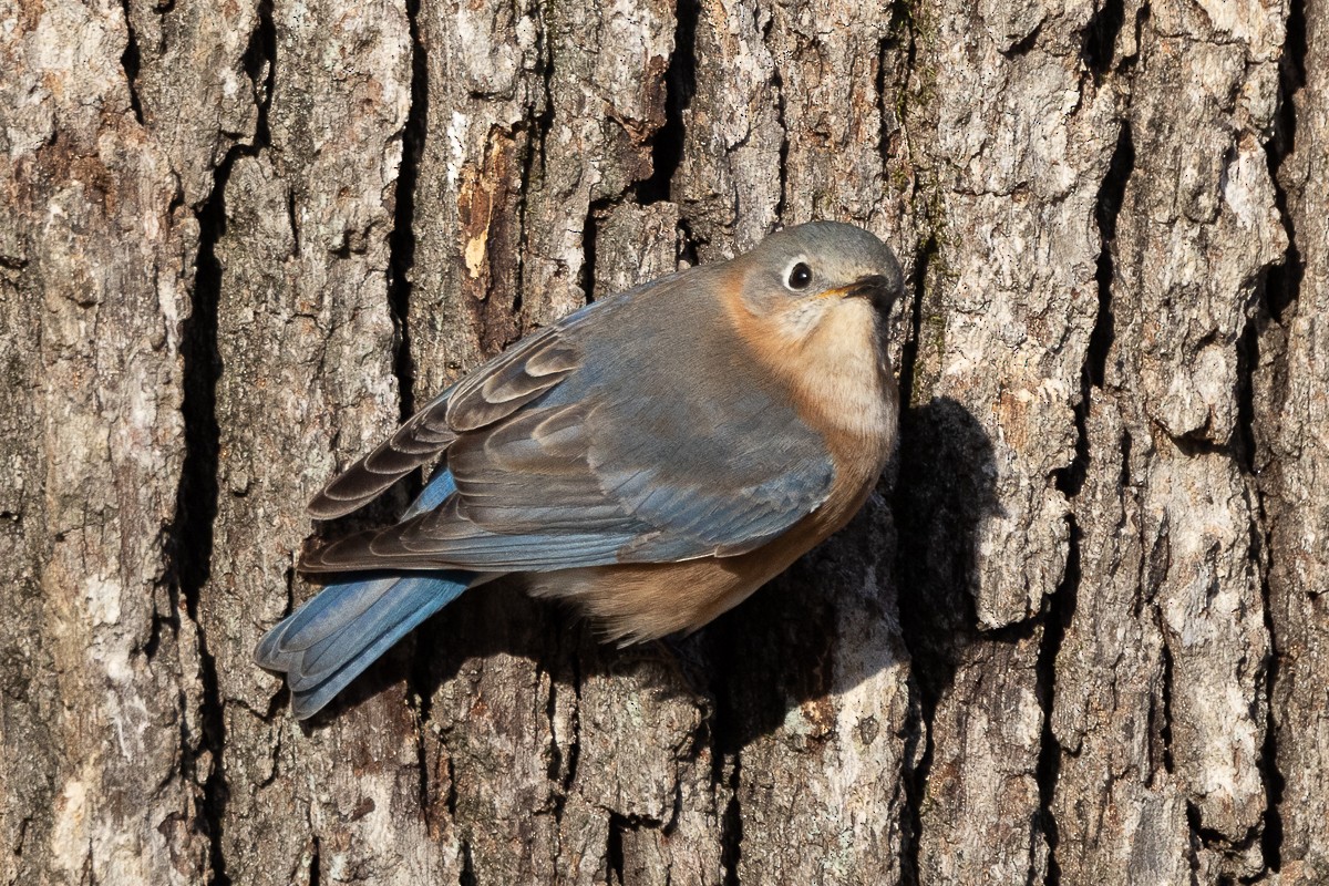 Eastern Bluebird (Eastern) - ML627833273