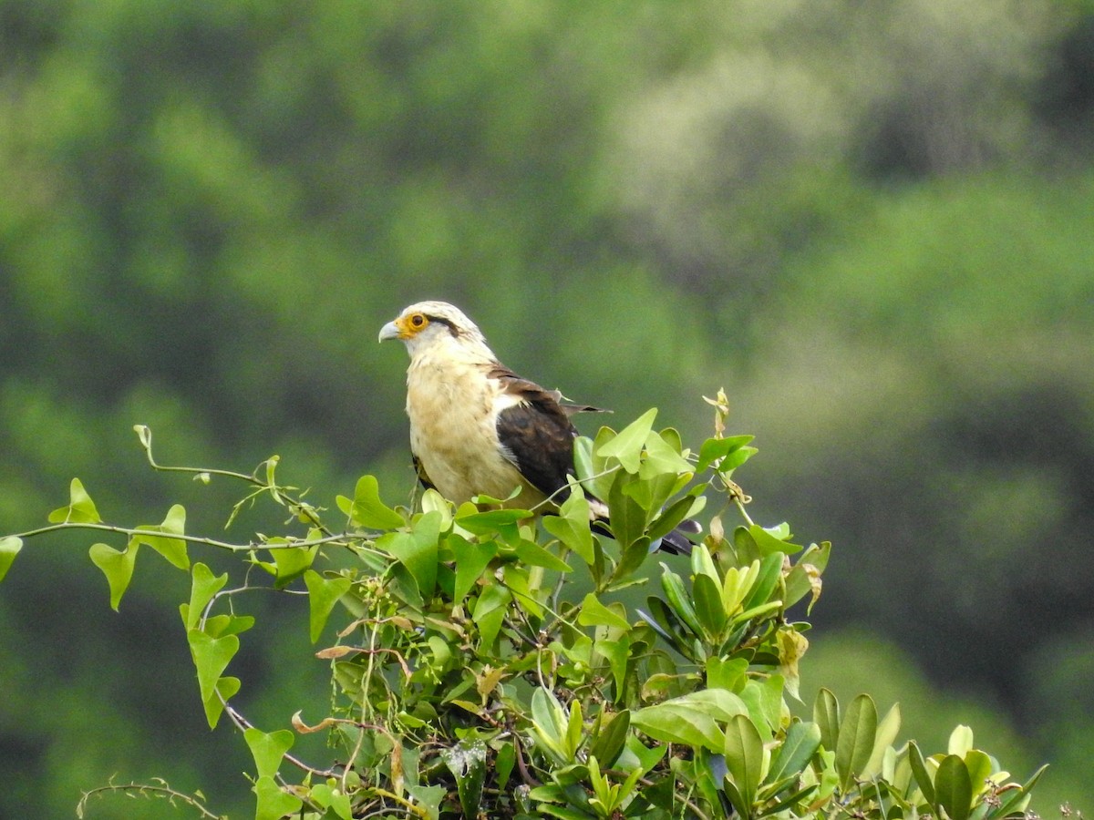 Yellow-headed Caracara - ML627833302