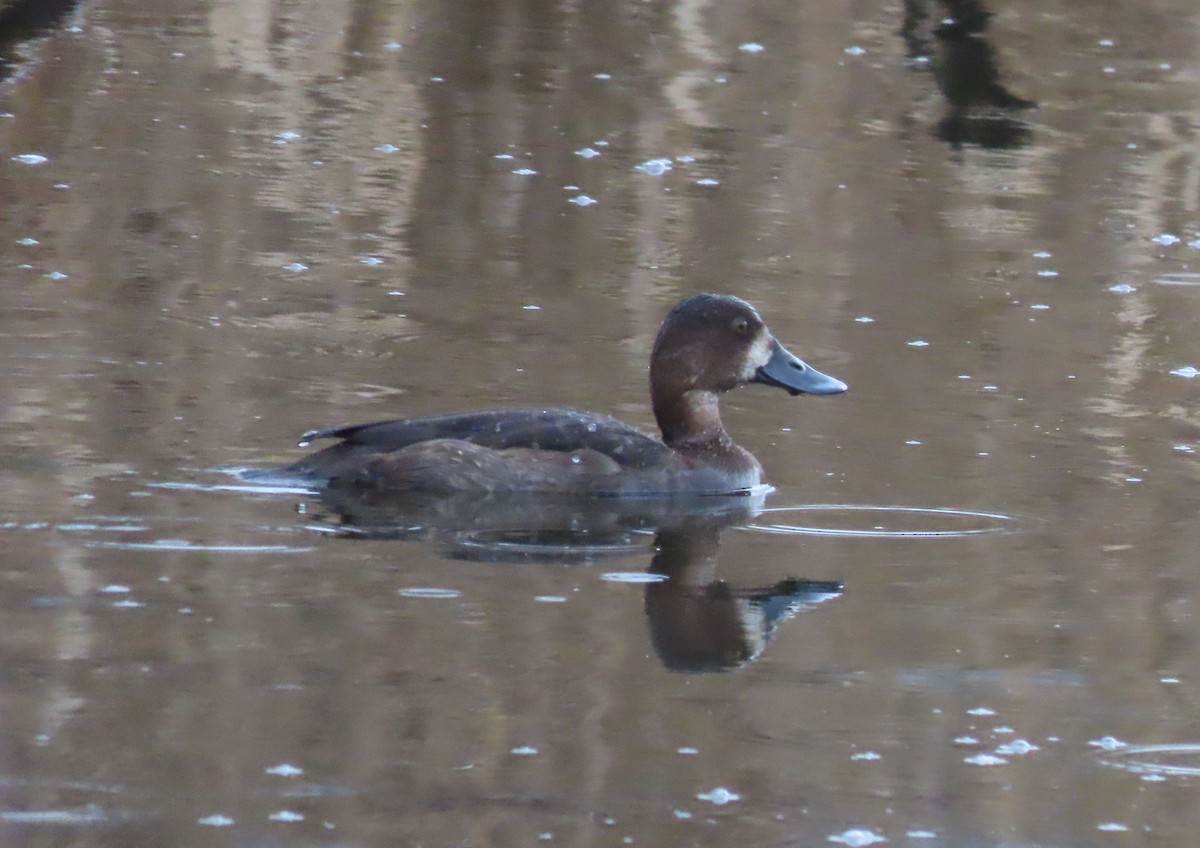 Lesser Scaup - ML627833304