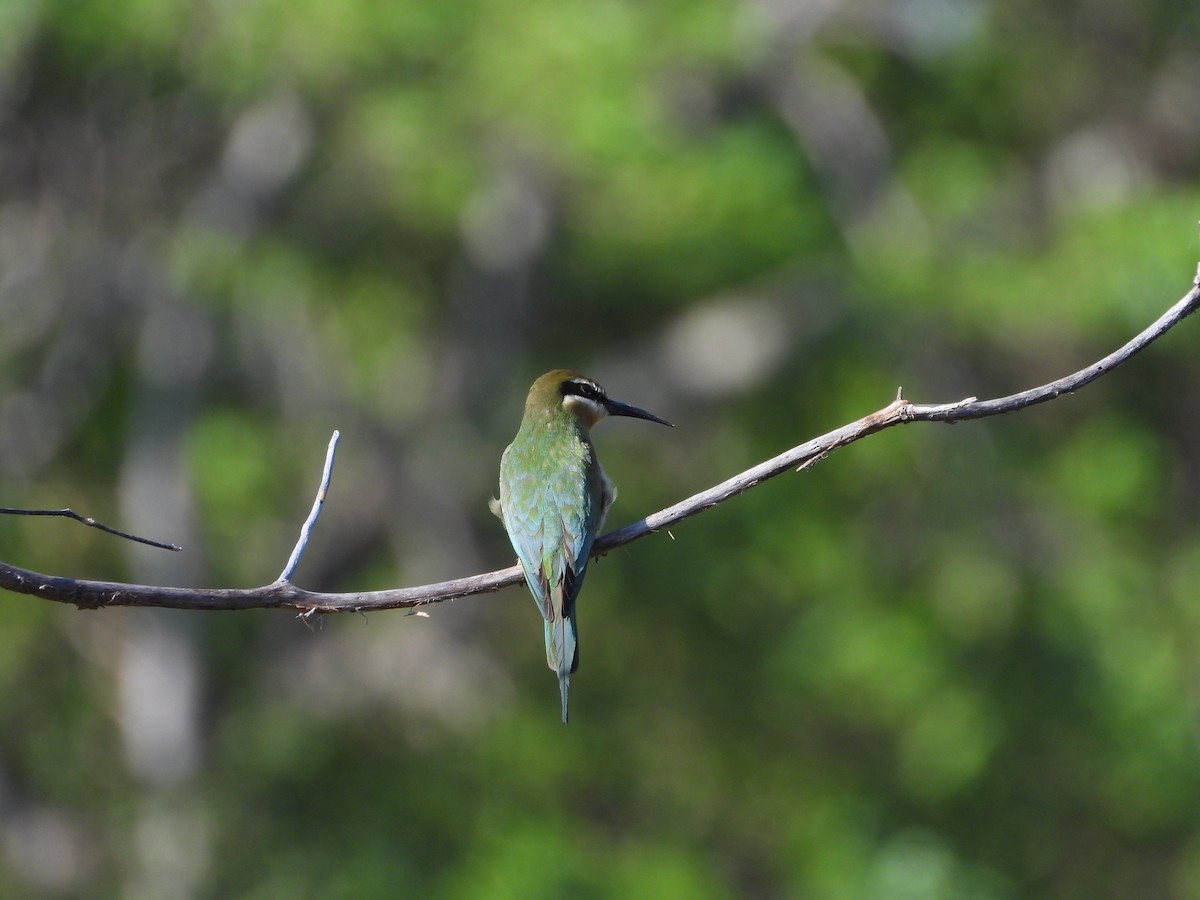 Olive Bee-eater - ML627833316