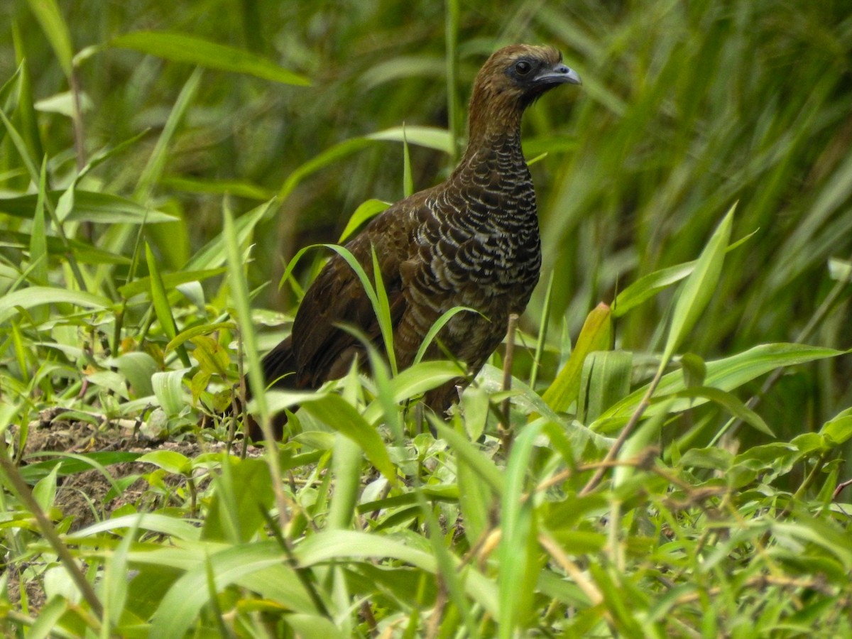 Scaled Chachalaca - ML627833338