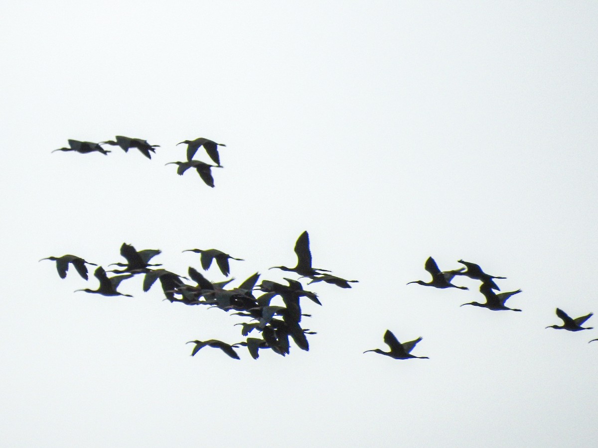 White-faced Ibis - ML627833343