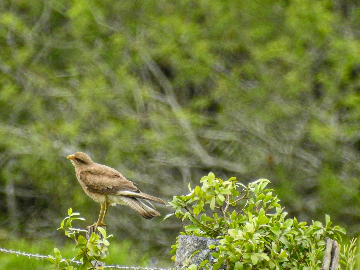 Chimango Caracara - ML627833350