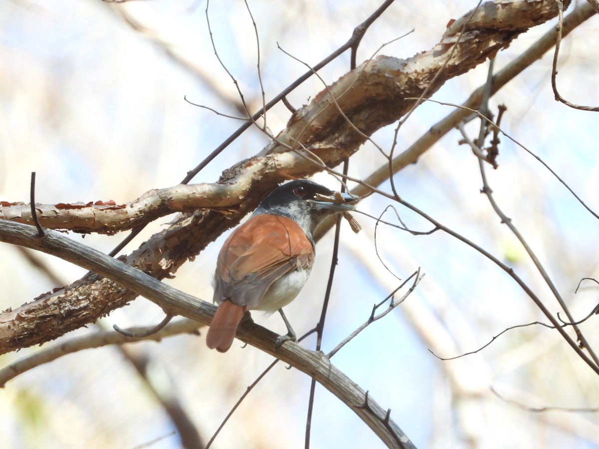 Rufous Vanga - ML627833367