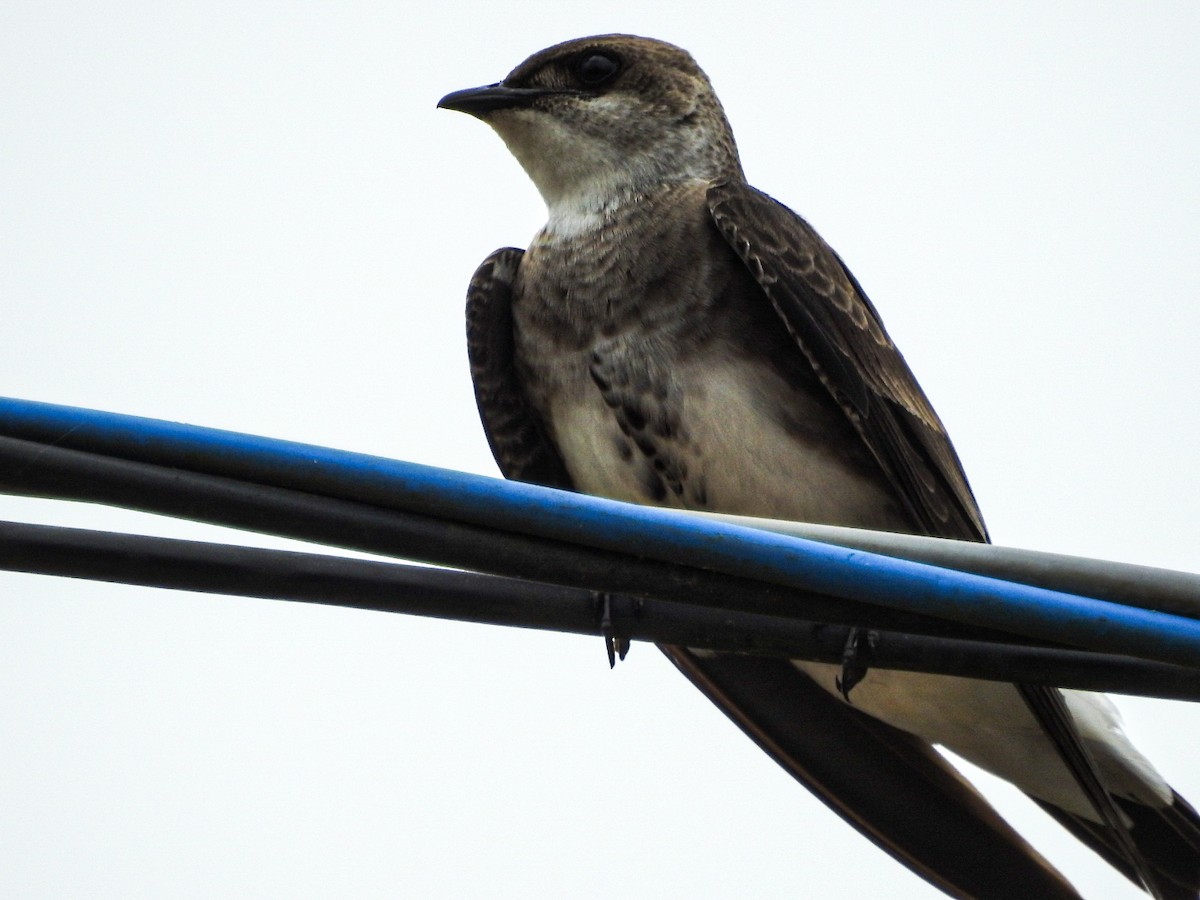 Brown-chested Martin - ML627833377