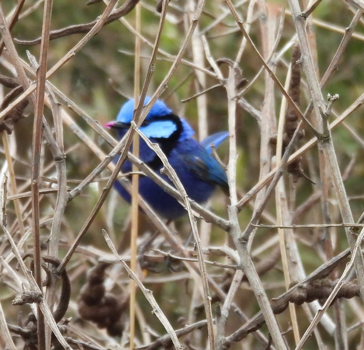 Splendid Fairywren - ML627833379