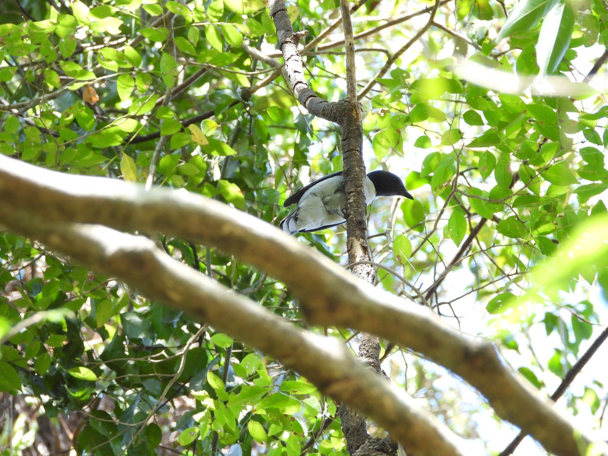 Madagascar Cuckooshrike - ML627833400