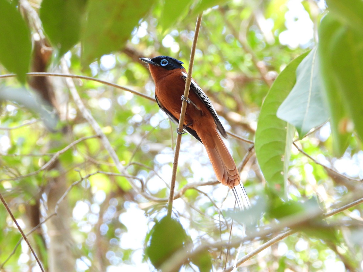 Malagasy Paradise-Flycatcher - ML627833418