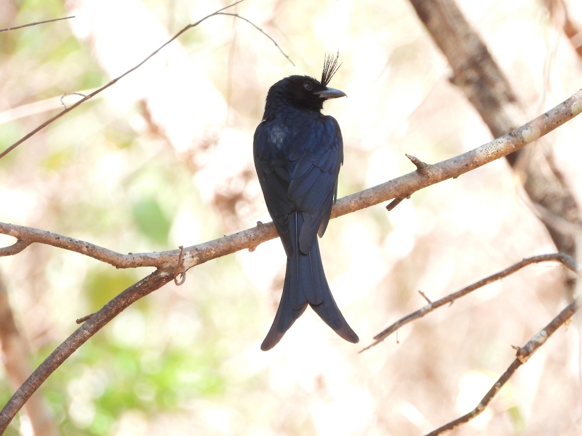 Crested Drongo - ML627833424