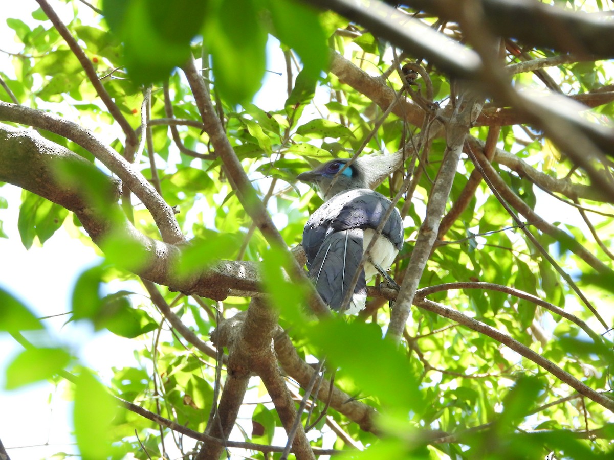 Crested Coua - ML627833432