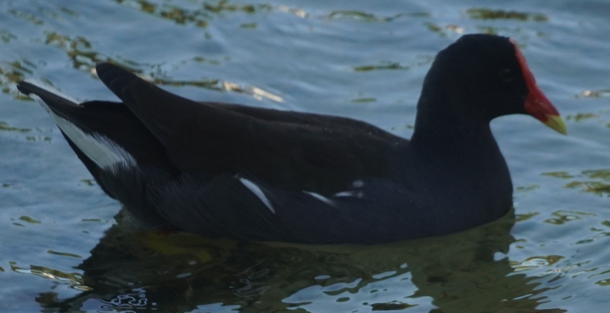 Common Gallinule - ML627833456