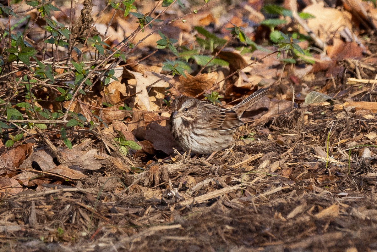 Song Sparrow - ML627833466