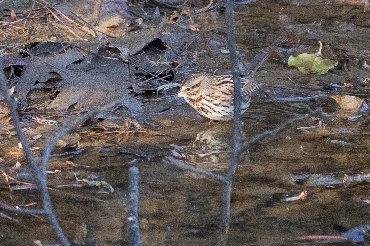 Song Sparrow - ML627833467