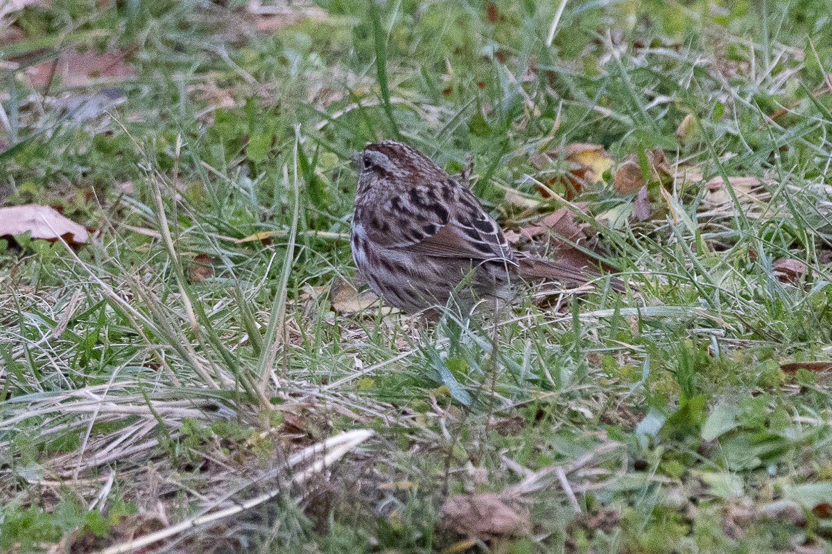 Song Sparrow - ML627833468