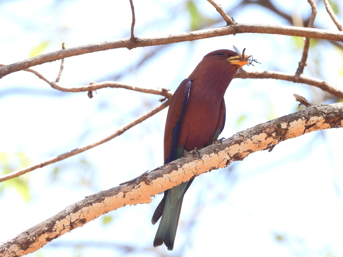 Broad-billed Roller - ML627833506