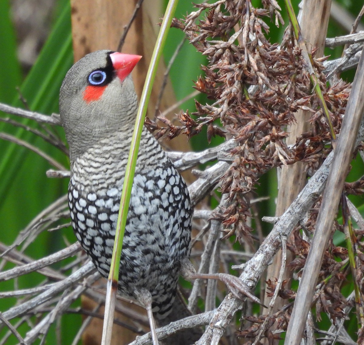 Red-eared Firetail - ML627833528