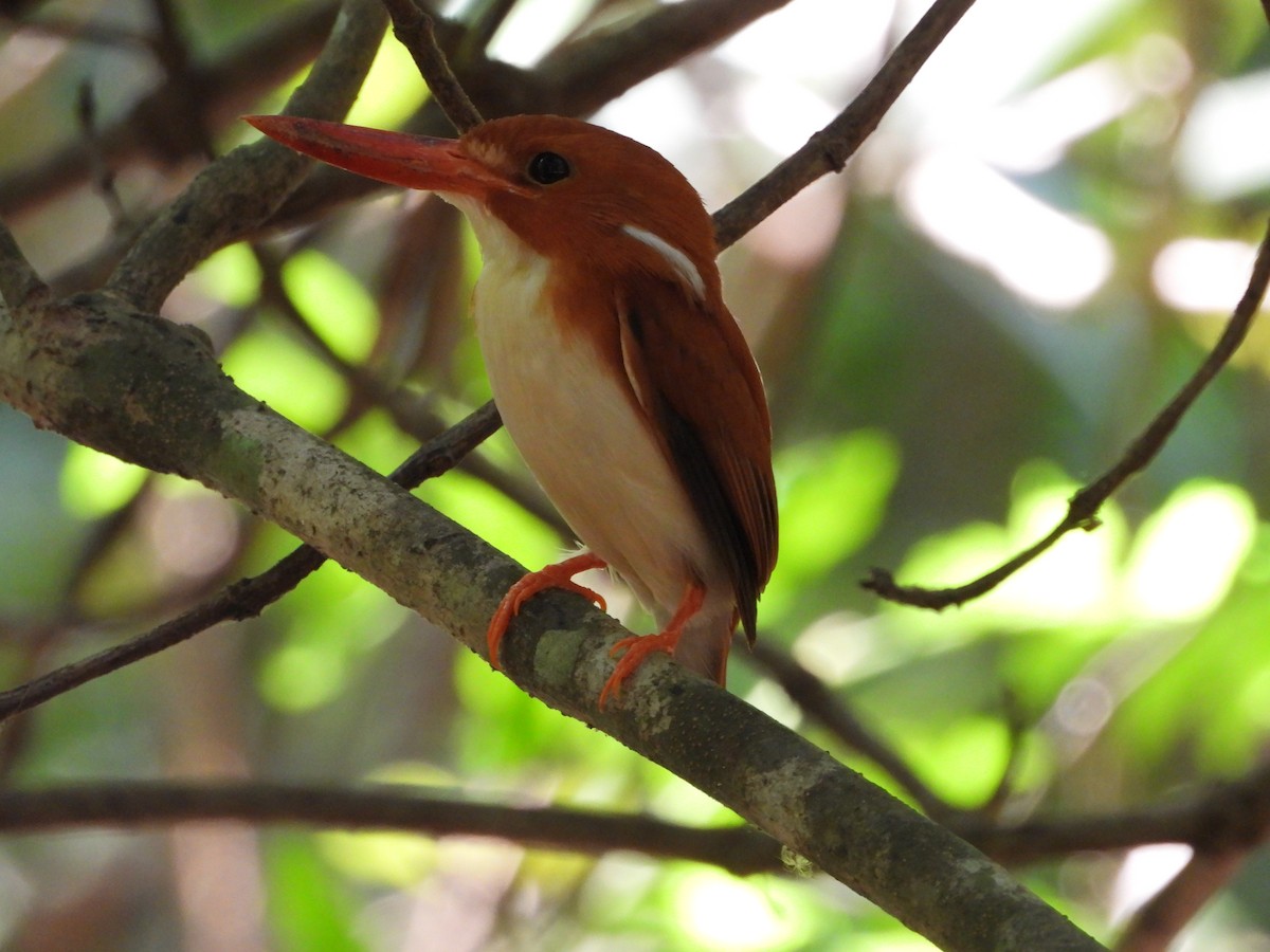 Madagascar Pygmy Kingfisher - ML627833529