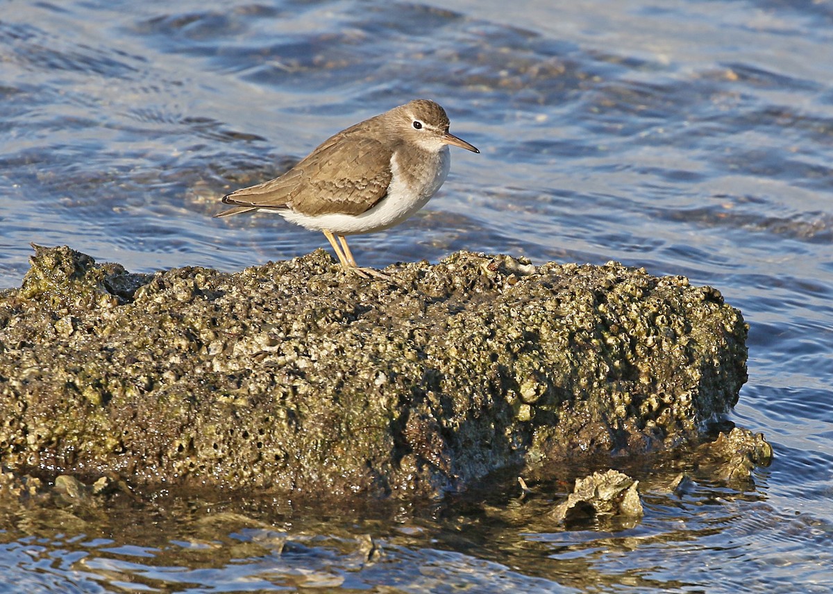 pisík americký - ML627833557